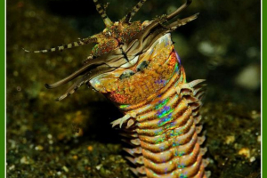 Australský fialový červ: fotografie moře predátor Australský fialový červ: fotografie moře predátor